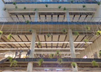 PLANTAS NIDOS EN TABAKALERA