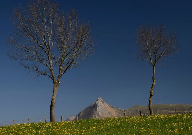 PRIMAVERA: foto en Zaldibia