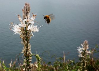 Primavera en la costa 