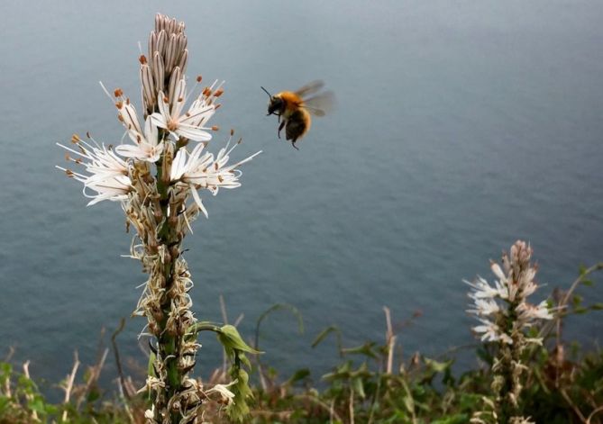 Primavera en la costa : foto en Zarautz