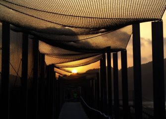 Puesta de sol enredada