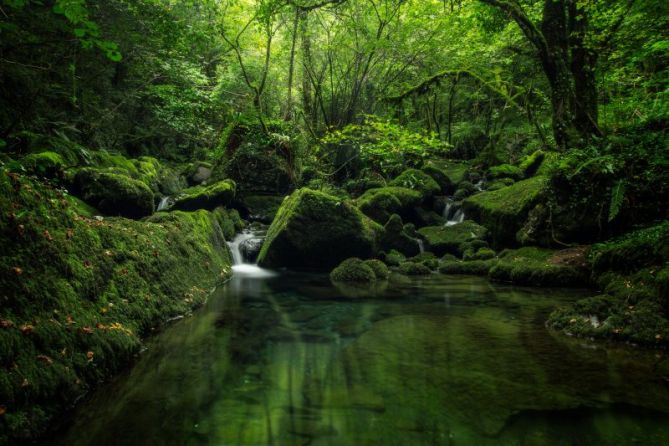 El Reino Verde: foto en Zaldibia