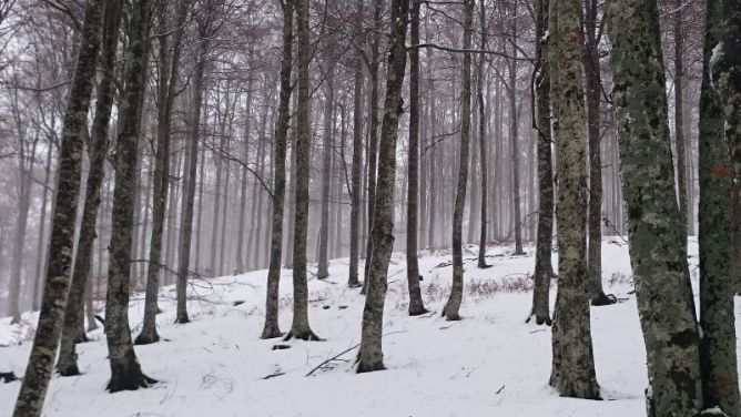 Silencio helador: foto en Berastegi