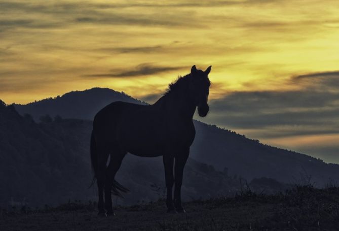 Silueta equina en Landarbaso: foto en Errenteria