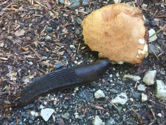 Supervivencia en el Bosque: foto en Zegama