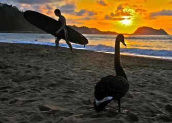 Surfista y el cisne 