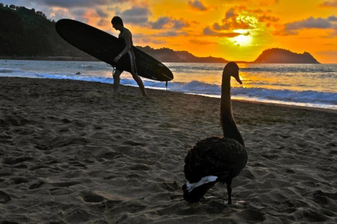 Surfista y el cisne : foto en Zarautz