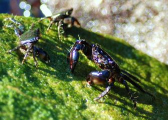 tertulia en las rocas