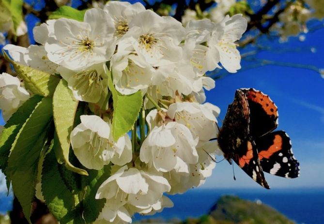 Udaberria : foto en Zarautz