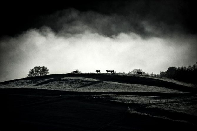 VACAS: foto en Eskoriatza