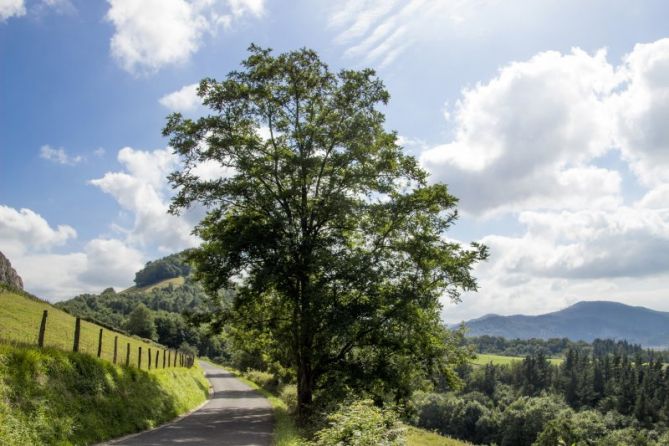 Verde: foto en Hernani