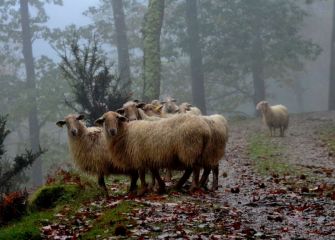 Begiradak.