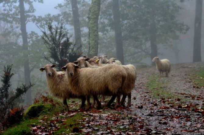 Begiradak.: foto en Oiartzun