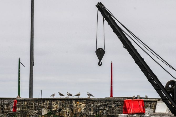 GAVIOTAS: foto en Mutriku