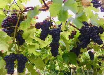 Txakoliñan Mahatza 2018 