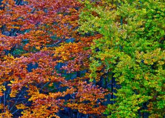 Udazken kolore politarekin 