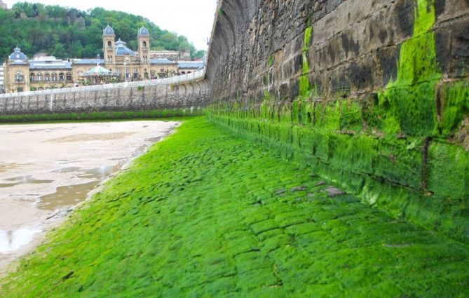 alfombra verde: foto en Donostia-San Sebastián