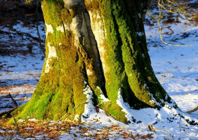 Amarrado a la tierra: foto en Zegama