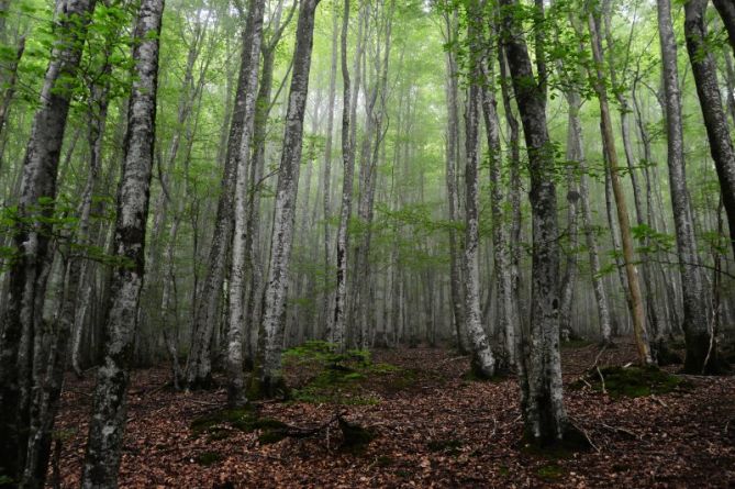 arantzazuko pagadia: foto en Oñati