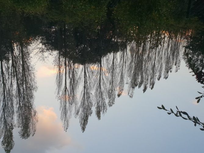 Arboles: foto en Irun