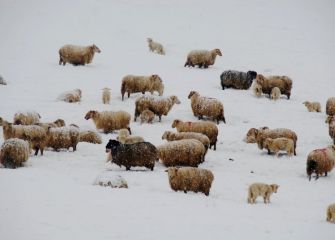 Ardiak elurren artean