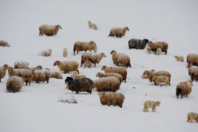 Ardiak elurren artean: foto en Elgoibar