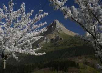 ARISTA TXINDOKI EN PRIMAVERA