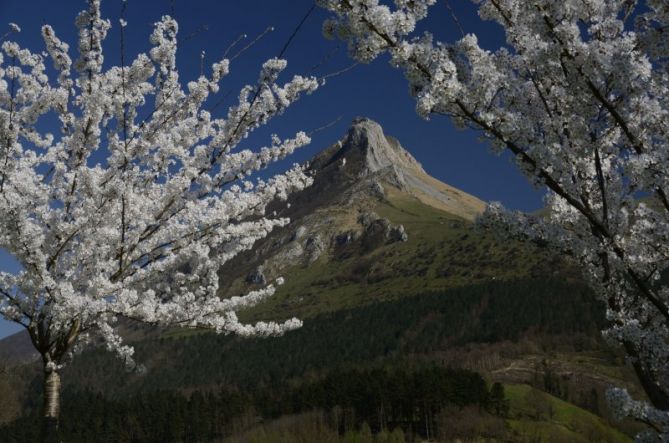 ARISTA TXINDOKI EN PRIMAVERA: foto en Zaldibia