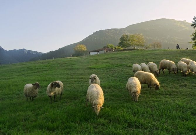 artzaina eta artaldea: foto en Aretxabaleta