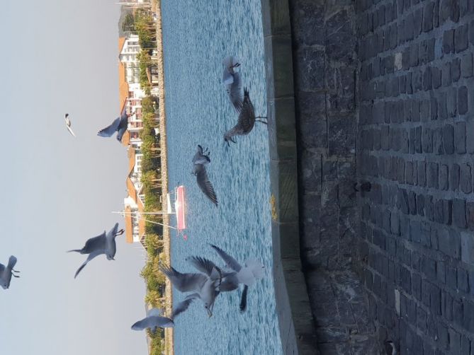 Aves y mar: foto en Hondarribia