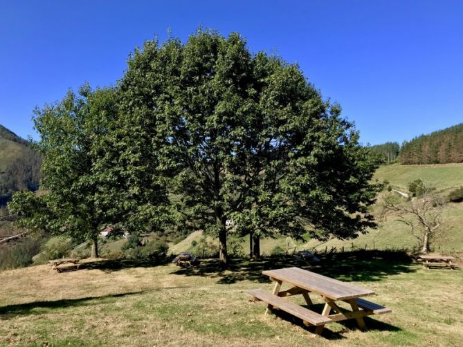 Bajo el arbol: foto en Eibar