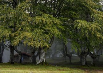 bosque encantado