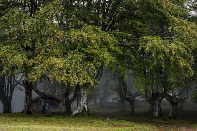 bosque encantado: foto en Oiartzun