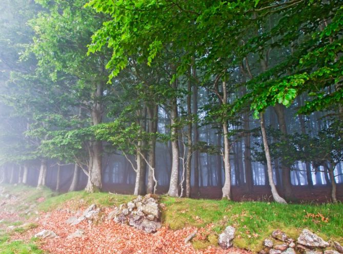 bosque de hayas: foto en Irun