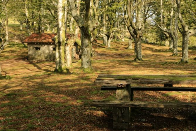 EL BOSQUE EN OTOÑO: foto en Oiartzun