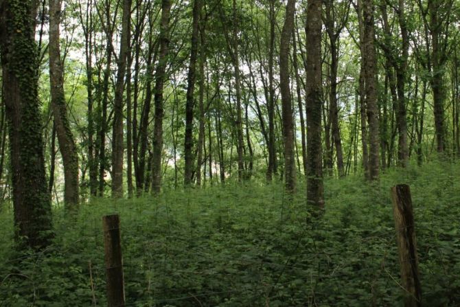 El bosque verde: foto en Ordizia