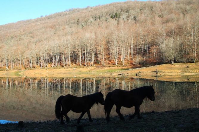 Bosques pelados: foto en Ataun