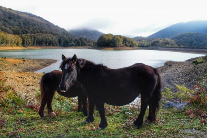 Caballos en Lareo: foto en Ataun