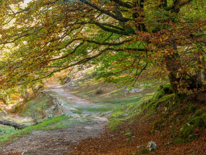 CALZADA DE SAN ADRIAN: foto en Zegama