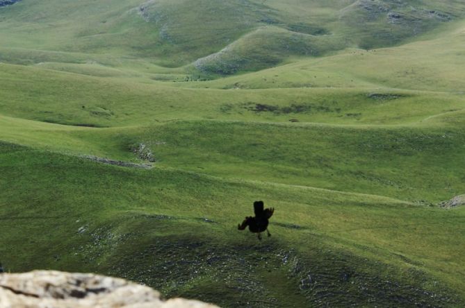 Chova en Txindoki.: foto en Amezketa