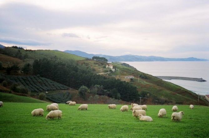 Contemplando la naturaleza: foto en Getaria