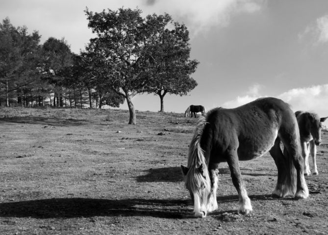 Erlaitz, caballos: foto en Irun