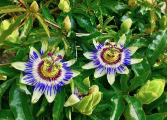 La flor de la pasión 