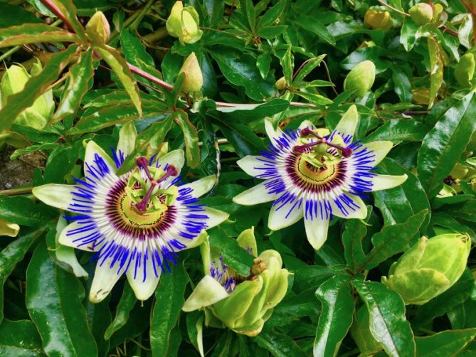 La flor de la pasión : foto en Zarautz