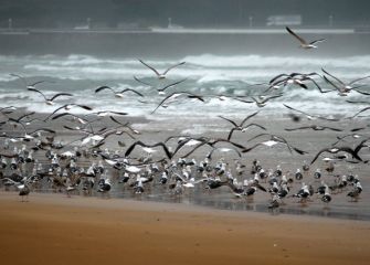 Gabiotas en la playa 