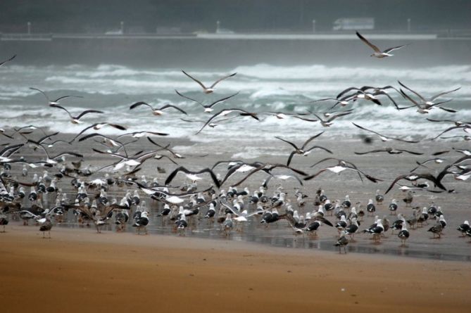 Gabiotas en la playa : foto en Zarautz