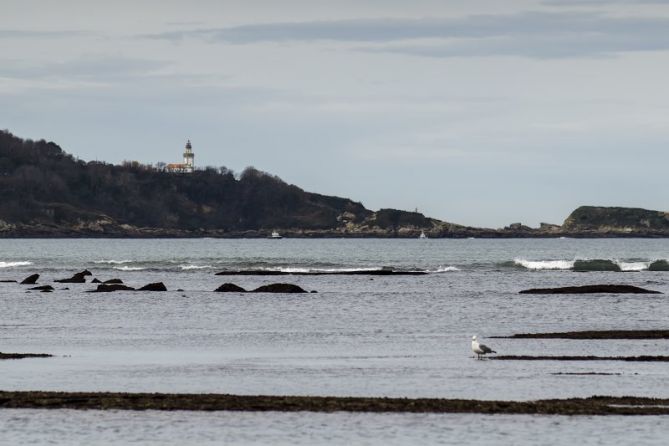 La gaviota: foto en Hondarribia