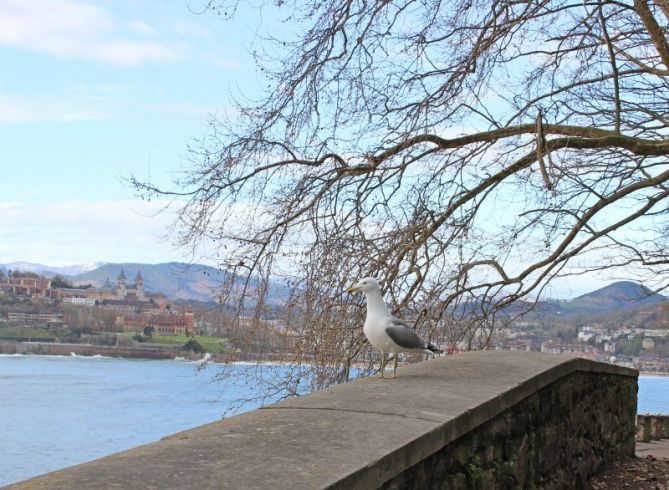 Gaviota en tierra: foto en Donostia-San Sebastián