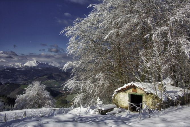 Gorla nevado: foto en Bergara