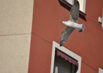 Hegada etxe artean / vuelo entre casas